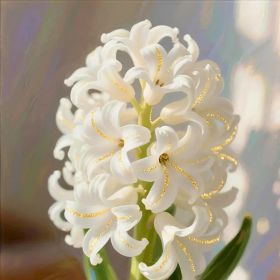 "Discover the Magic of Golden Vein Hyacinth: A Symphony of White Petals and Gleaming Golden Veins"Suitable for various courtyards
