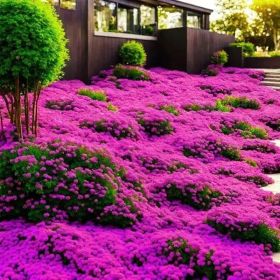 "3000+ Creeping Lavender Seeds - Non-GMO Perennial Ground Cover & Heirloom Flowers"